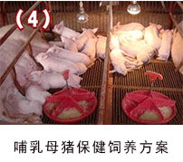 哺乳母豬保健--135保健養(yǎng)豬技術(shù)應(yīng)用方案